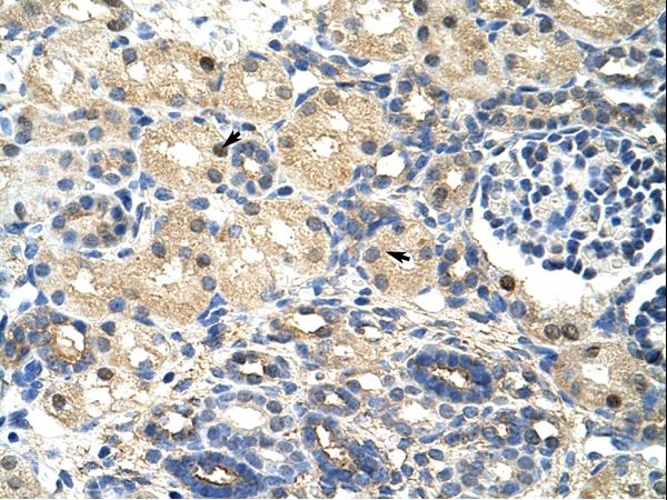 SRP14 antibody LS-C30568 was used in IHC to stain formalin-fixed, paraffin-embedded human kidney.