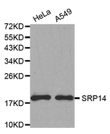 Western blot analysis of extracts of various cell lines, using SRP14 antibody.