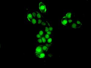 Immunofluorescent staining of HepG2 cells using anti-SRP19 antibody.