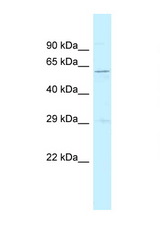 SRP54 antibody LS-C145863 Western blot of Rat Muscle lysate. Antibody concentration 1 ug/ml.