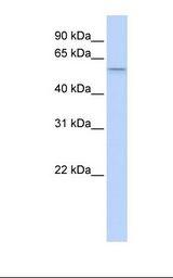 Placenta lysate. Antibody concentration: 1.0 ug/ml. Gel concentration: 12%.
