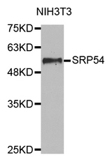 Western blot analysis of extracts of NIH3T3 cell lines, using SRP54 antibody.