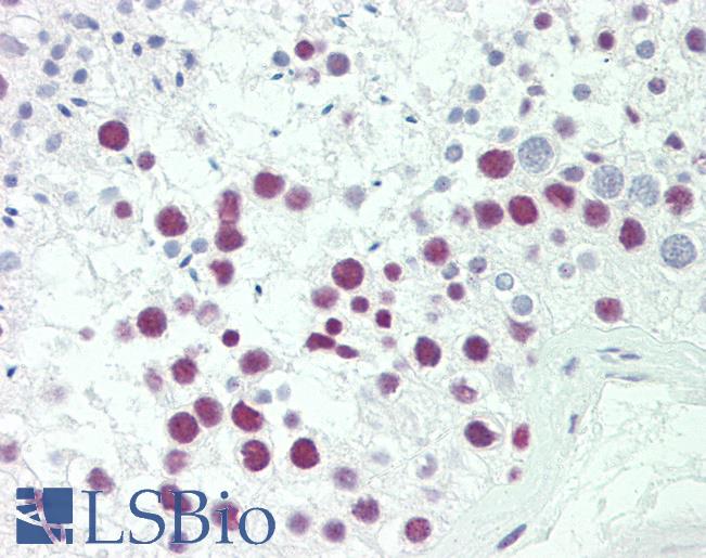 Anti-SRP54 antibody IHC staining of human testis. Immunohistochemistry of formalin-fixed, paraffin-embedded tissue after heat-induced antigen retrieval. Antibody LS-B10483 dilution 1:50.
