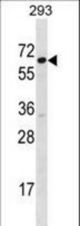 SRP54 Antibody western blot of 293 cell line lysates (35 ug/lane). The SRP54 antibody detected the SRP54 protein (arrow).