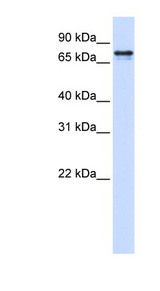SRP68 antibody LS-C101869 Western blot of 293T cell lysate.