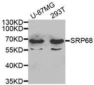 Western blot analysis of extracts of various cell lines, using SRP68 antibody.