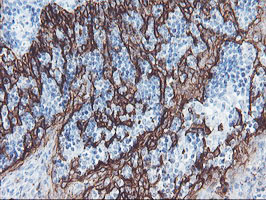 IHC of paraffin-embedded Human tonsil using anti-SRPRB mouse monoclonal antibody.