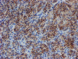 IHC of paraffin-embedded Human pancreas tissue using anti-SRPRB mouse monoclonal antibody.