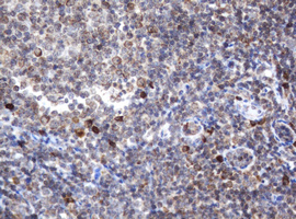 IHC of paraffin-embedded Human tonsil using anti-SRPRB mouse monoclonal antibody.