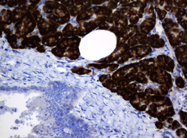 IHC of paraffin-embedded Human pancreas tissue using anti-SRPRB mouse monoclonal antibody.