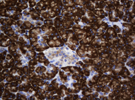 IHC of paraffin-embedded Human pancreas tissue using anti-SRPRB mouse monoclonal antibody. (Heat-induced epitope retrieval by 10mM citric buffer, pH6.0, 120°C for 3min).