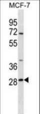 SRPRB Antibody western blot of MCF-7 cell line lysates (35 ug/lane). The SRPRB antibody detected the SRPRB protein (arrow).
