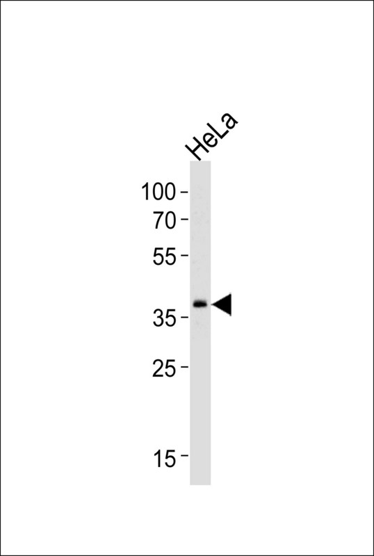 Western blot of lysate from HeLa cell line, using SRPX Antibody. Antibody was diluted at 1:1000 at each lane. A goat anti-rabbit IgG H&L (HRP) at 1:5000 dilution was used as the secondary antibody. Lysate at 35ug per lane.