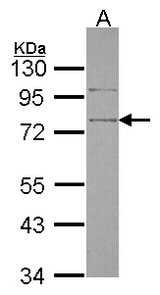Sample (30 ug of whole cell lysate). A: Hela. 10% SDS PAGE. SRPX antibody diluted at 1:1000.