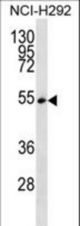 SFRS11 Antibody western blot of NCI-H292 cell line lysates (35 ug/lane). The SFRS11 antibody detected the SFRS11 protein (arrow).