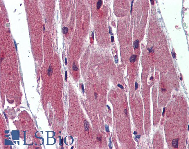 Anti-SRSF11 / SFRS11 antibody IHC of human heart. Immunohistochemistry of formalin-fixed, paraffin-embedded tissue after heat-induced antigen retrieval. Antibody LS-B5707 concentration 5 ug/ml.