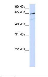 Hela cell lysate. Antibody concentration: 1.0 ug/ml. Gel concentration: 12%.