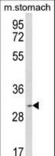 Western blot of SFRS2 Antibody in mouse stomach tissue lysates (35 ug/lane). SFRS2 (arrow) was detected using the purified antibody.