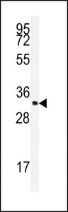 Western blot of anti-SFRS2 Antibody in K562 cell line lysates (35 ug/lane). SFRS2(arrow) was detected using the purified antibody.