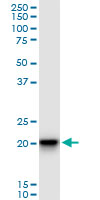 SFRS3 monoclonal antibody (M06), clone 1C8. Western blot of SFRS3 expression in K-562.