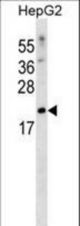 SFRS3 Antibody western blot of HepG2 cell line lysates (35 ug/lane). The SFRS3 antibody detected the SFRS3 protein (arrow).