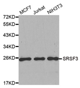 Western blot analysis of extracts of various cell lines, using SRSF3 antibody.