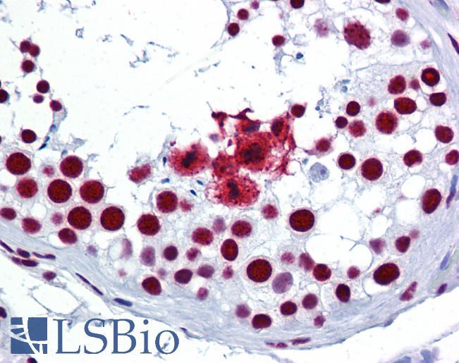 Anti-SRSF3 / SFRS3 antibody IHC of human testis. Immunohistochemistry of formalin-fixed, paraffin-embedded tissue after heat-induced antigen retrieval. Antibody LS-B6172 concentration 5 ug/ml.
