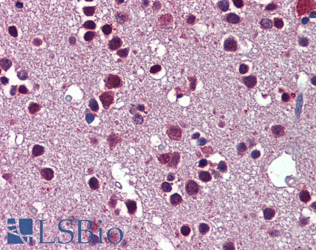 Anti-SRSF3 / SFRS3 antibody IHC of human brain, cortex. Immunohistochemistry of formalin-fixed, paraffin-embedded tissue after heat-induced antigen retrieval. Antibody LS-B5703 concentration 5 ug/ml.