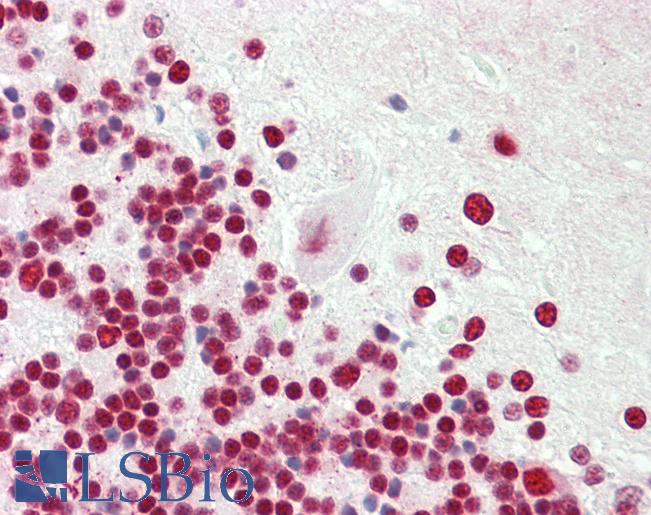 Anti-SRSF3 / SRP20 antibody IHC staining of human brain, cerebellum. Immunohistochemistry of formalin-fixed, paraffin-embedded tissue after heat-induced antigen retrieval. Antibody LS-B11073 concentration 5 ug/ml.