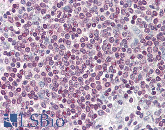 Anti-SRSF4 / SFRS4 antibody IHC of human spleen. Immunohistochemistry of formalin-fixed, paraffin-embedded tissue after heat-induced antigen retrieval. Antibody LS-B3090 concentration 10 ug/ml.