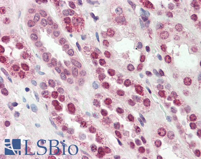 Anti-SRSF4 / SFRS4 antibody IHC of human kidney. Immunohistochemistry of formalin-fixed, paraffin-embedded tissue after heat-induced antigen retrieval. Antibody LS-B3090 concentration 10 ug/ml.