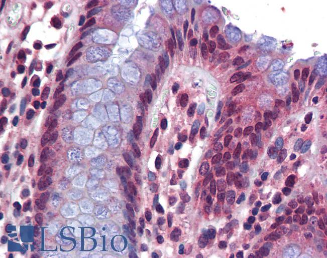 Anti-SRSF4 / SFRS4 antibody IHC of human colon. Immunohistochemistry of formalin-fixed, paraffin-embedded tissue after heat-induced antigen retrieval. Antibody LS-B5709 concentration 5 ug/ml.