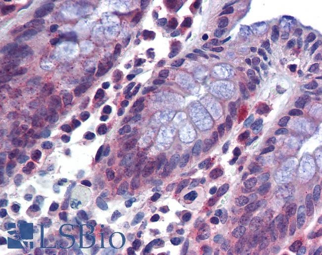 Anti-SRSF4 / SFRS4 antibody IHC of human colon. Immunohistochemistry of formalin-fixed, paraffin-embedded tissue after heat-induced antigen retrieval. Antibody LS-B5710 concentration 5 ug/ml.