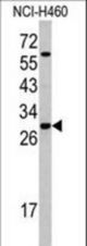 Western blot of SFRS5 antibody (Center Y85) in NCI-H460 cell line lysates (35 ug/lane). SFRS5 (arrow) was detected using the purified antibody.