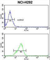 SFRS5 Antibody (Center Y85) flow cytometry of NCI-H292 cells (bottom histogram) compared to a negative control cell (top histogram). FITC-conjugated goat-anti-rabbit secondary antibodies were used for the analysis.