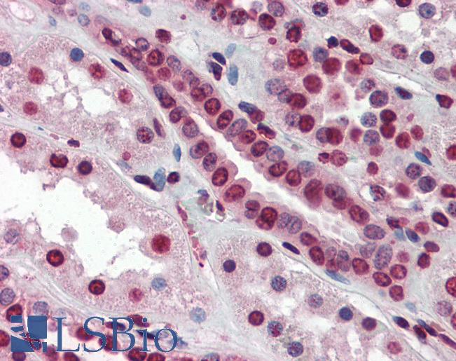 Anti-SRSF5 / SFRS5 antibody IHC of human kidney. Immunohistochemistry of formalin-fixed, paraffin-embedded tissue after heat-induced antigen retrieval. Antibody LS-B3091 concentration 10 ug/ml.