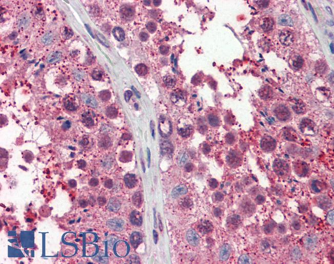 Anti-SRSF6 / SFRS6 antibody IHC of human testis. Immunohistochemistry of formalin-fixed, paraffin-embedded tissue after heat-induced antigen retrieval. Antibody LS-B3092 concentration 10 ug/ml.