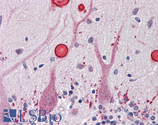 Anti-SRSF6 / SFRS6 antibody IHC of human brain, cerebellum. Immunohistochemistry of formalin-fixed, paraffin-embedded tissue after heat-induced antigen retrieval. Antibody LS-B3092 concentration 10 ug/ml.