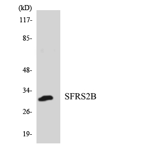 Western blot of the lysates from HepG2 cells using SFRS2B antibody.