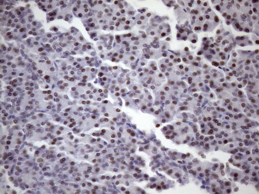 IHC of paraffin-embedded Human pancreas tissue using anti-SRSF9 mouse monoclonal antibody. (Heat-induced epitope retrieval by Tris-EDTA, pH8.0)(1:150).