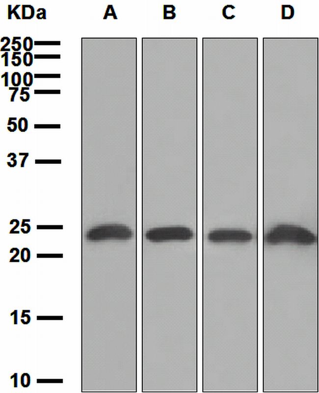 Western blot analysis on (A) SW480, (B) SKBR-3, (C) A549, and (D) HeLa cell lysates using anti-PTP4A2 antibody.