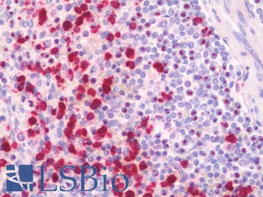Anti-SRSF9 / SFRS9 antibody IHC staining of human spleen. Immunohistochemistry of formalin-fixed, paraffin-embedded tissue after heat-induced antigen retrieval. Antibody LS-B10645 concentration 10 ug/ml.