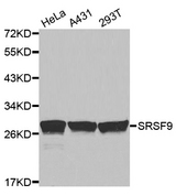 Western blot analysis of extracts of various cell lines, using SRSF9 antibody.