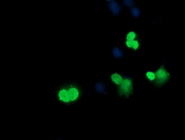 Anti-SRY mouse monoclonal antibody immunofluorescent staining of COS7 cells transiently transfected by pCMV6-ENTRY SRY.