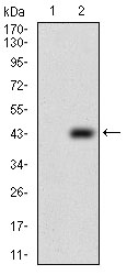Western blot using PTP4A2 monoclonal antibody against HEK293 (1) and PTP4A2 (AA: 58-162)-hIgGFc transfected HEK293 (2) cell lysate.