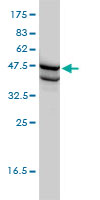 SSB monoclonal antibody (M01), clone 1D6-H5 Western blot of SSB expression in HL-60.