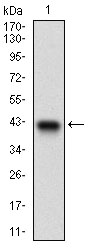 Western blot using PTP4A2 monoclonal antibody against human PTP4A2 recombinant protein. (Expected MW is 37.5 kDa)