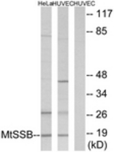 Western blot of extracts from HUVEC/HeLa cells, using MtSSB Antibody. The lane on the right is treated with the synthesized peptide.