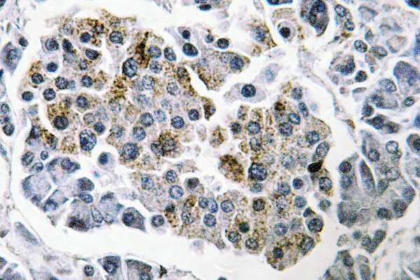 IHC of SSBP1 (Q100) pAb in paraffin-embedded human pancreas tissue.