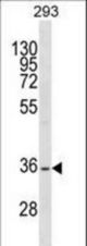 SSBP2 Antibody western blot of 293 cell line lysates (35 ug/lane). The SSBP2 antibody detected the SSBP2 protein (arrow).